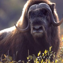 Cape Krusenstern NATIONAL MONUMENT