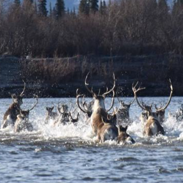 Kobuk Valley National Park