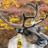 Wrangell - St Elias National Park & Preserve