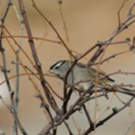 Tuzigoot National Monument Arizona