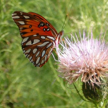 Chattahoochee River National Recreation Area Georgia